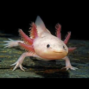 Axolotl vodní dráček bílý