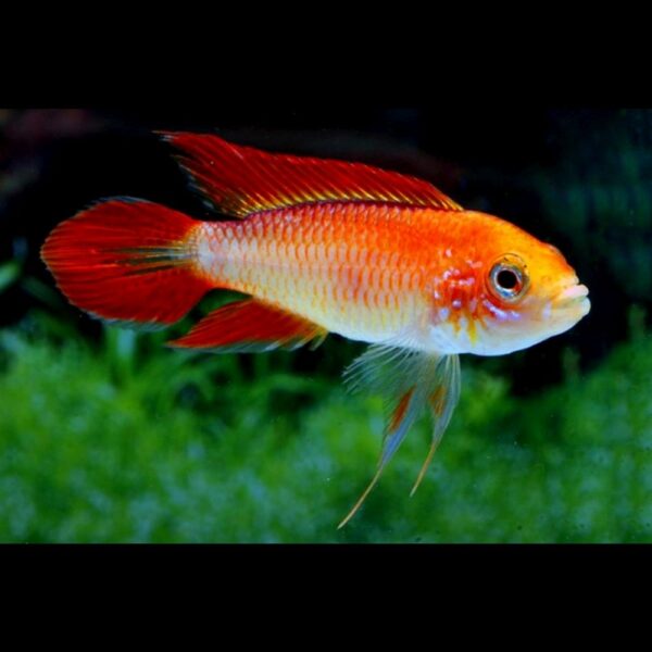 Cichlidka Agassizova fire red