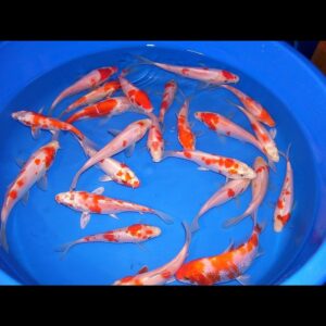 Koi kapr