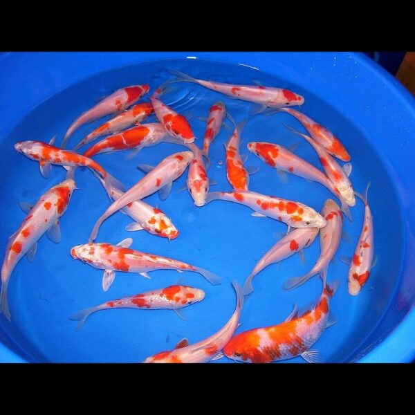 Koi kapr