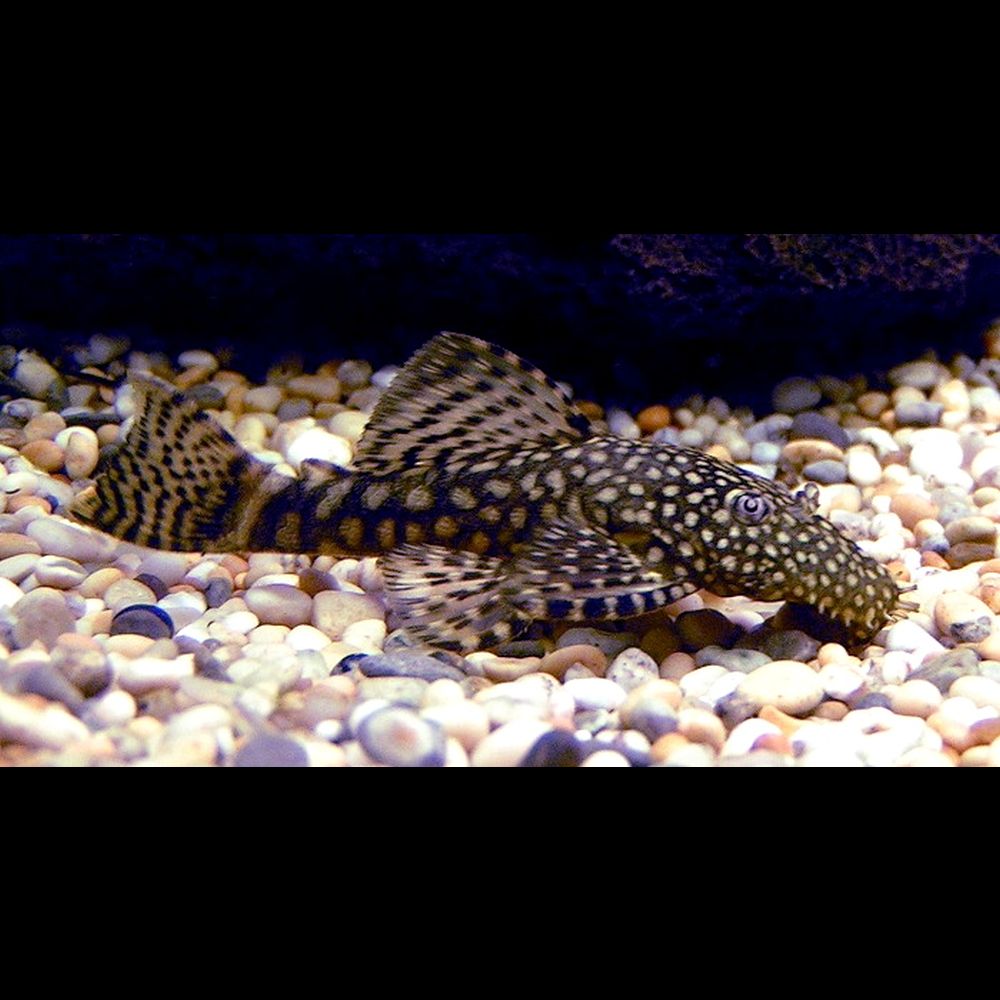 Ancistrus obyčejný L