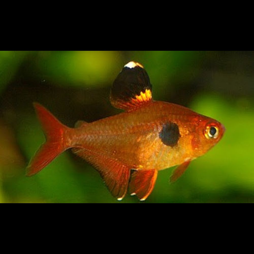 Tetra sweglesova Fantom červený