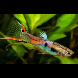 Živorodka Endlerova