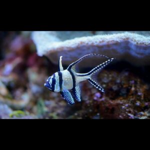 Pterapogon kauderni Parmovec skvělý