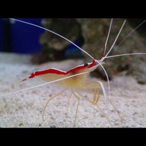 Lysmata amboinensis - krevetka pruhovaná