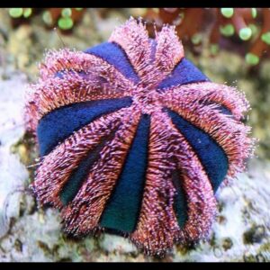 Mespilia Globulus - Ježovka kulovitá