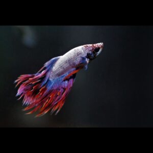 Bojovnice pestrá sameček