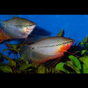 Čichavec perleťový