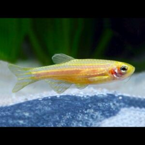 Danio pruhované - gold