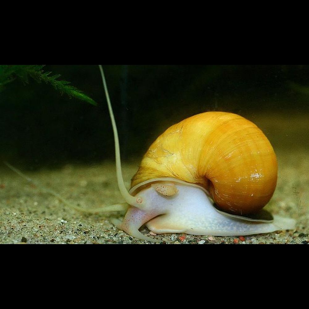 Měchýřovka východní žlutá