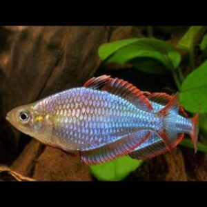 Gavůnek diamantový