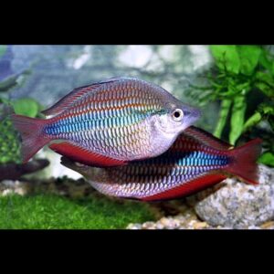 Gavůnek třípruhý