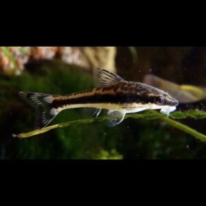 Krunýřovec jednopruhý otík