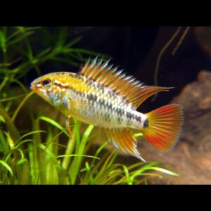 Cichlidka pestrá