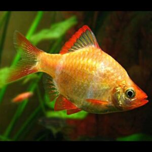 Parmička čtyřpruhá gold