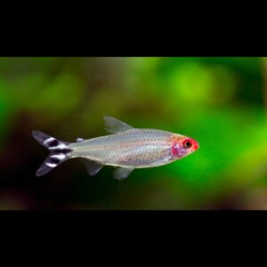 Tetra červenohlavá