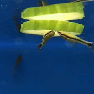 Krunýřovec jednopruhý otík